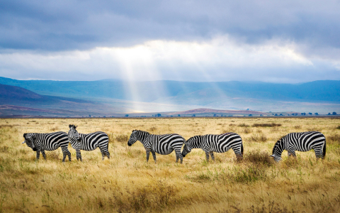 africa gallery 6