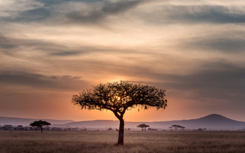 africa gallery 3