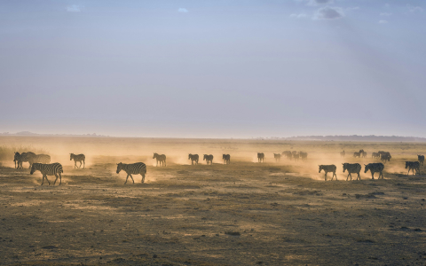 africa gallery 4